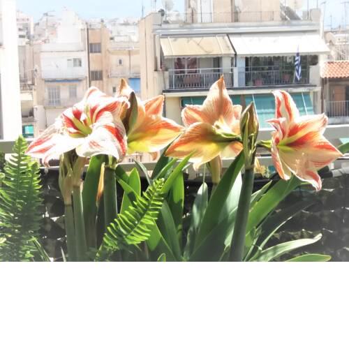 Sunny Studio Penthouse in center of Athens