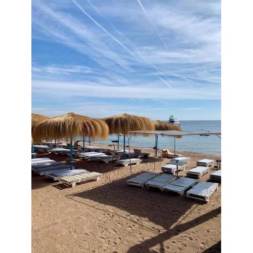 Sunshine-divers club
