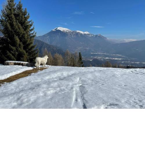 Terreno scout monte poe