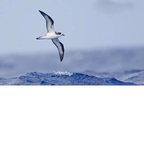The Free Bird - Private Villa