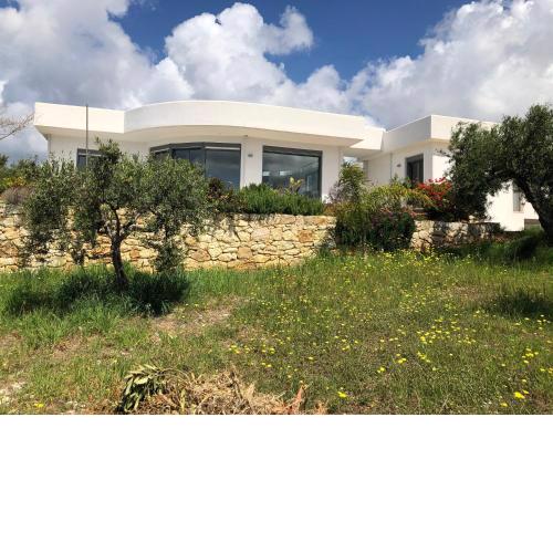 The Olive Grove