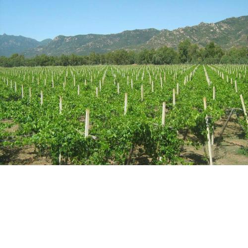 Tra vigne e mare - Ampio appartamento in casale