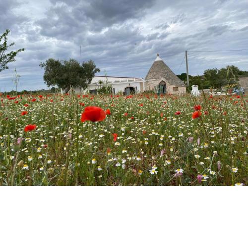 Trullo il Zippo in Zippitello