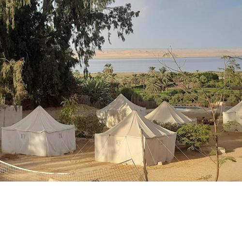 Tunis Camp Fayoum