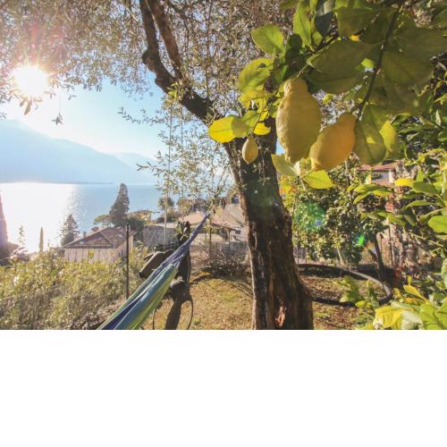 UlivoLimone Apartment