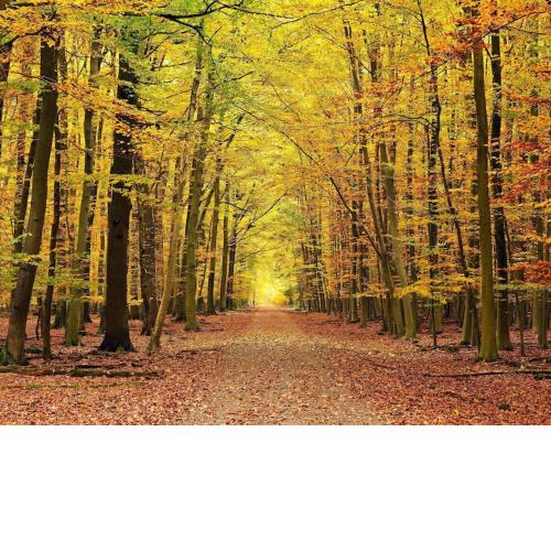 Vacaciones tranquilas rodeados de naturaleza junto al bosque del Irati