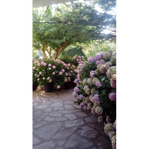 Villa Nikolas - Rock rooms