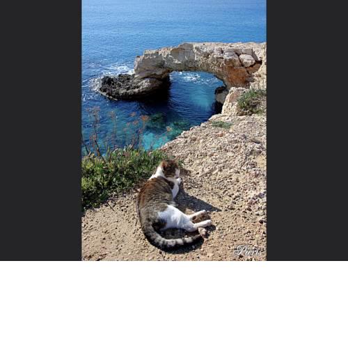 Villa Nissi Beach 28