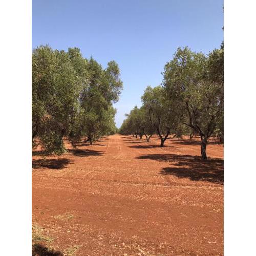 Villa Riserva Torre Guaceto SERRANOVA Puglia