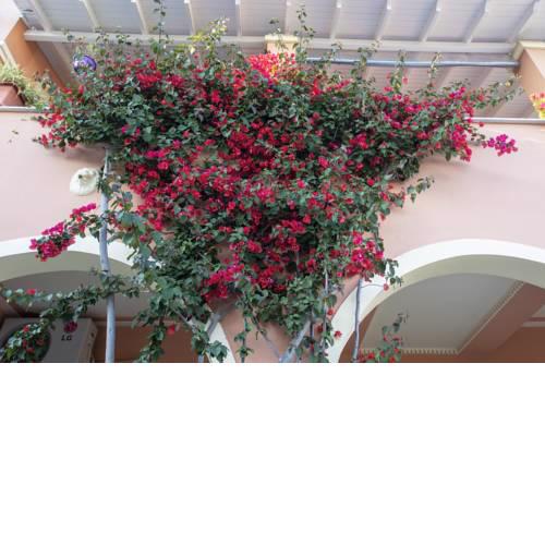 VILLA THE RED BOUGAINVILLEA