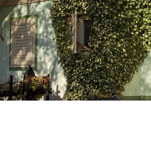 Vineyard Cottage Gole