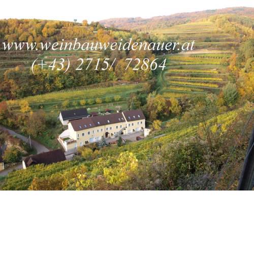 Weinbau Weidenauer